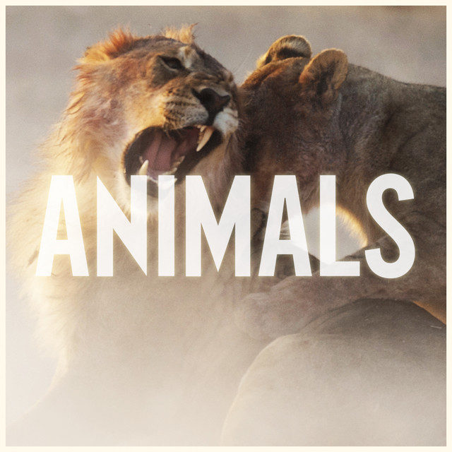 دانلود آهنگ Animals از مارون فایو (Maroon 5) با متن